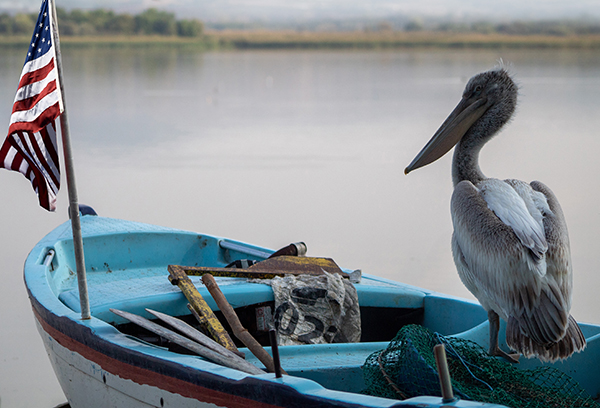Long-beaked pelican captain watching Choctawhatchee bay 